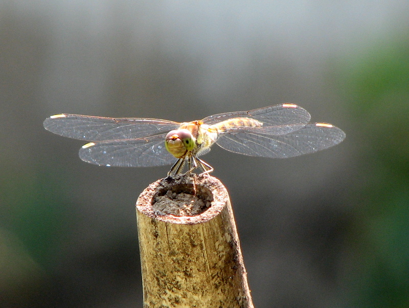 Libellulidae: Sympetrum striolatum